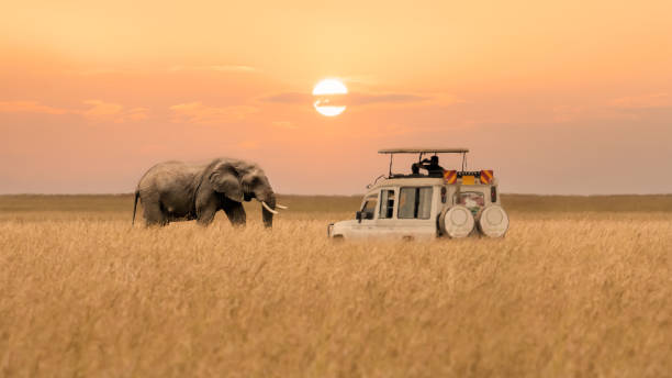 African wildlife